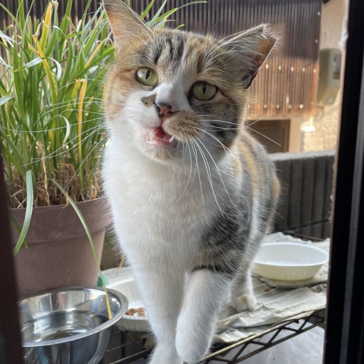 三毛ママ