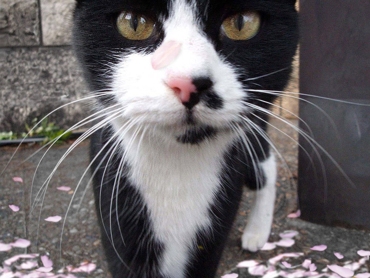 さくらねこ
