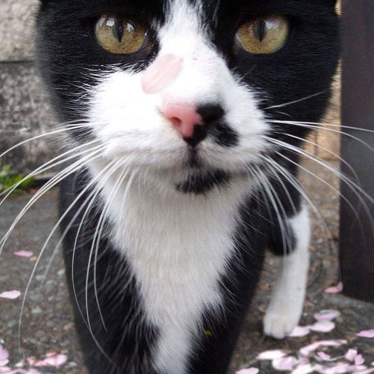 さくらねこ