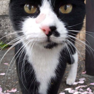 さくらねこ