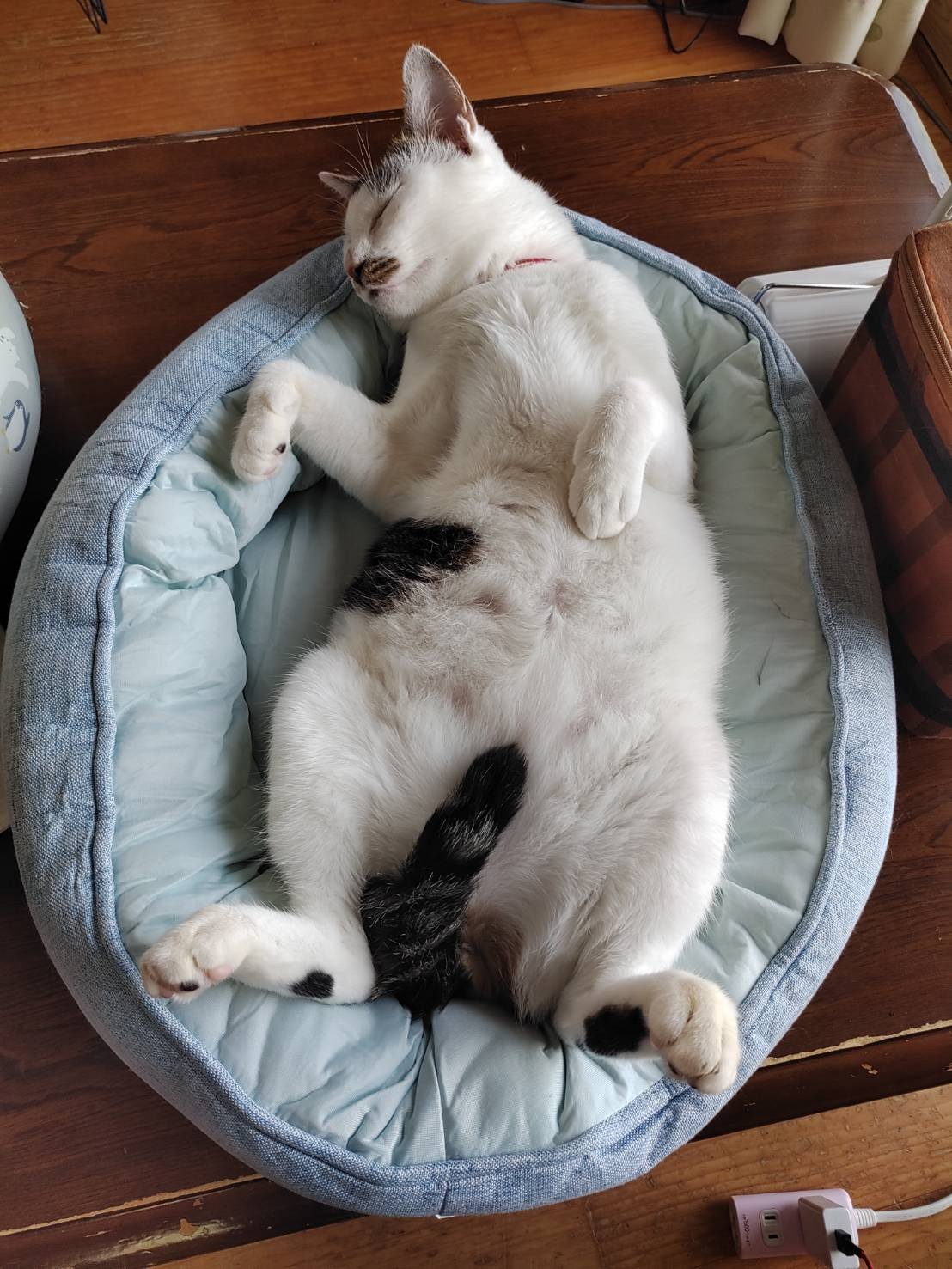 いのちつないだにゃんこ