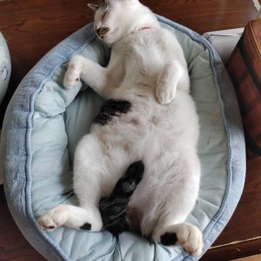 いのちつないだにゃんこ