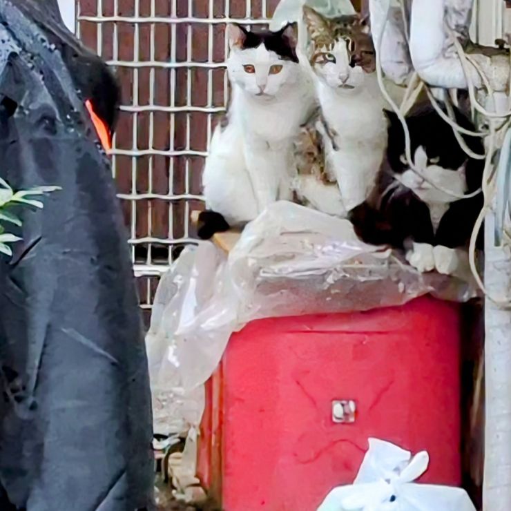 雨やどり