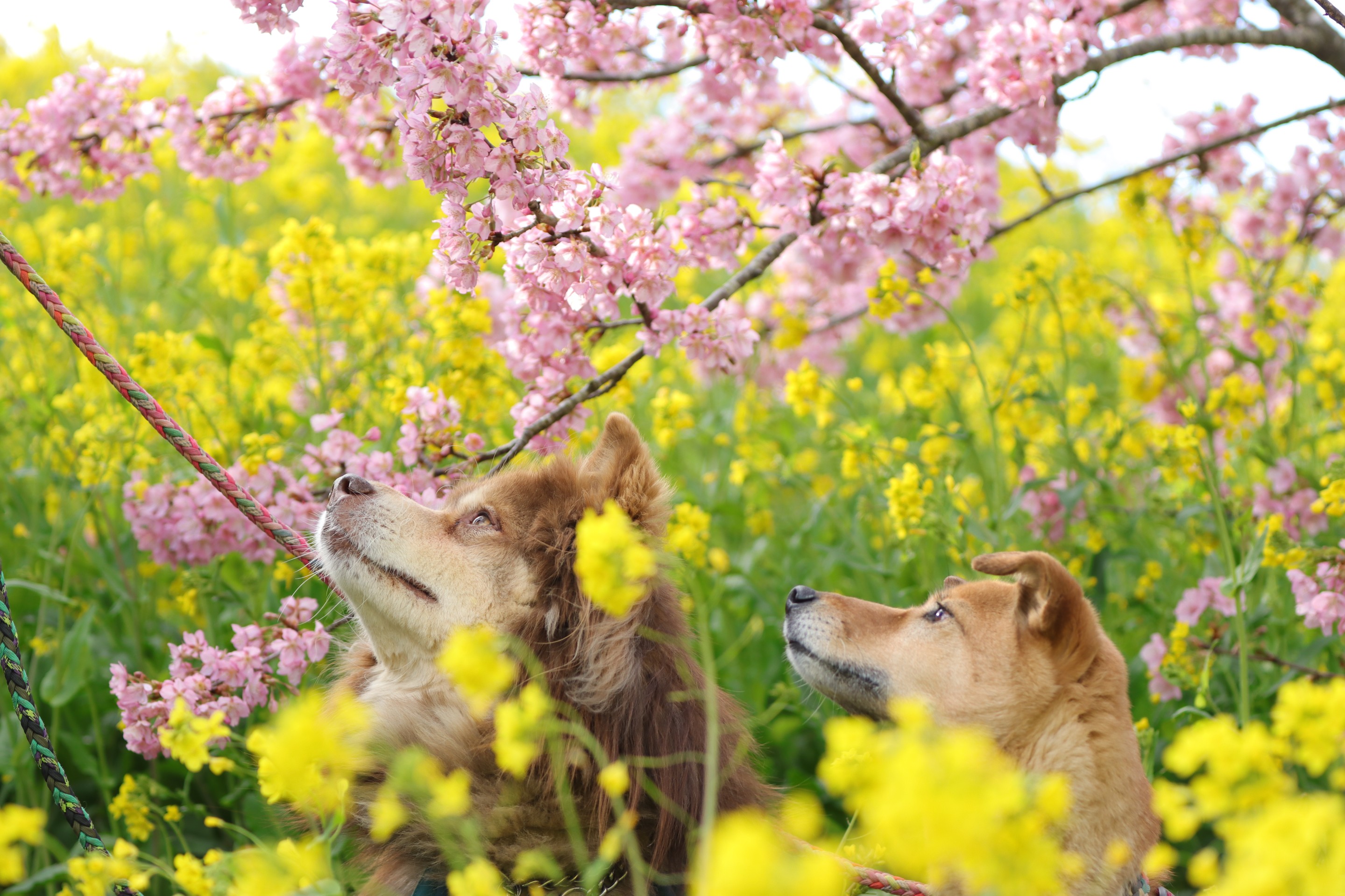 桜と菜の花とあずきとだいず。