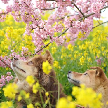 桜と菜の花とあずきとだいず。