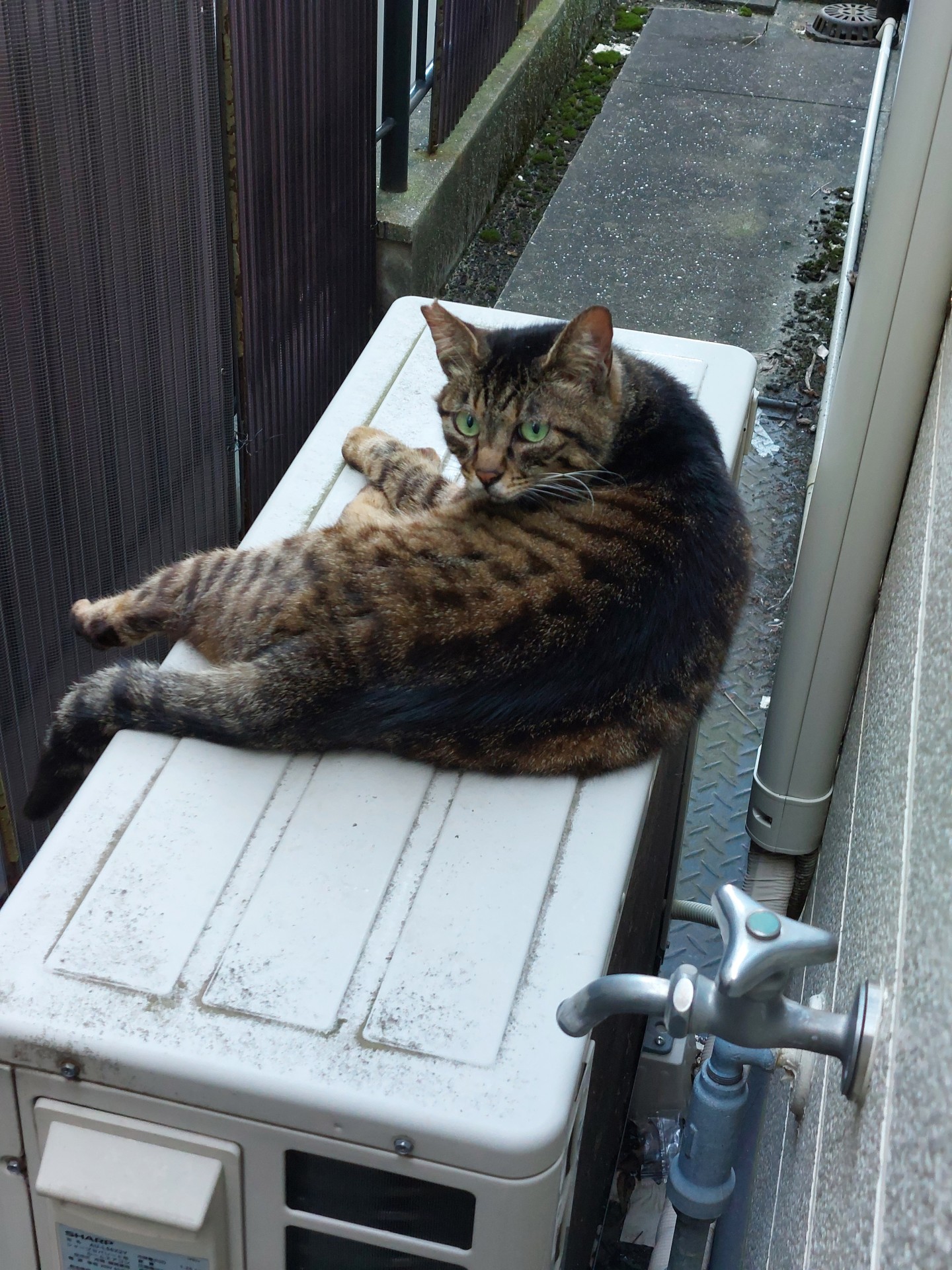 ひんやりしていて気持ちいいにゃん