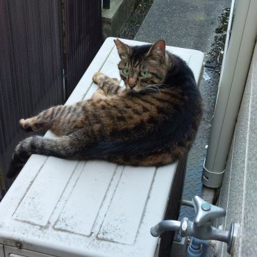 ひんやりしていて気持ちいいにゃん