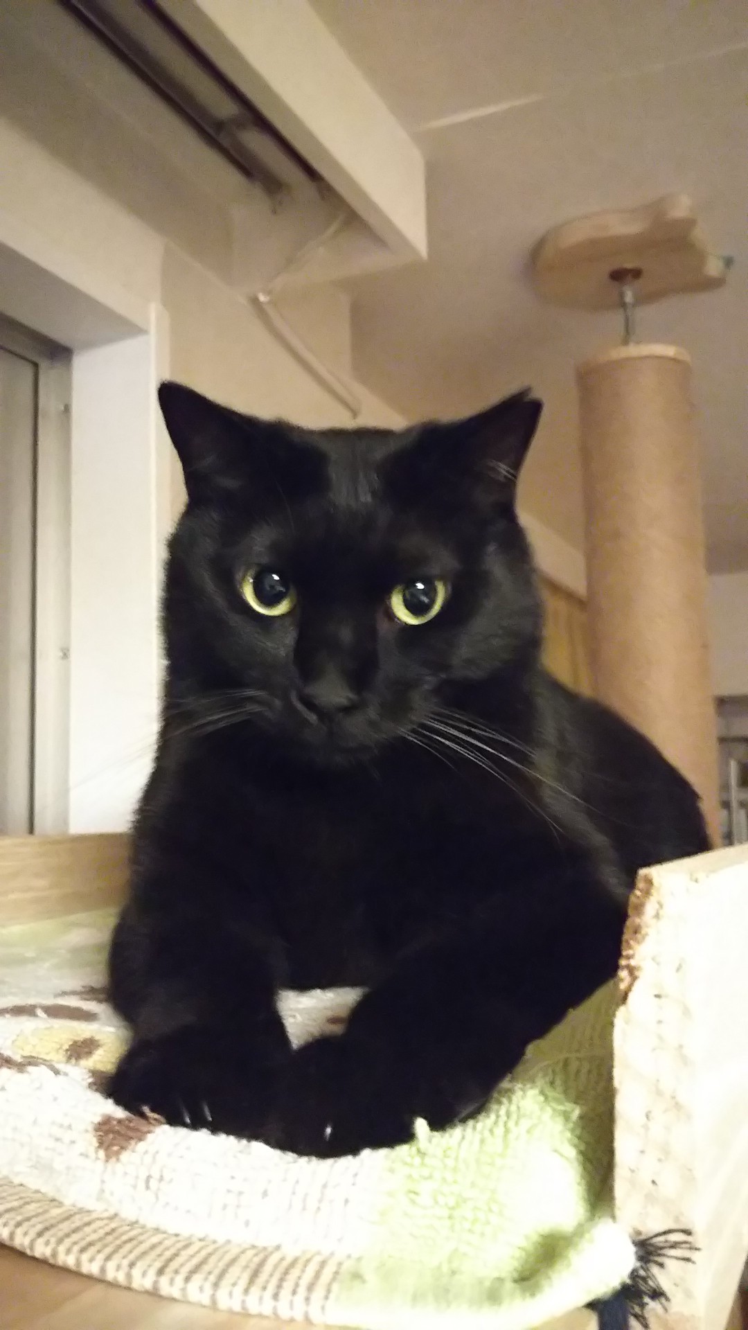 幸せをくれたさくらねこ