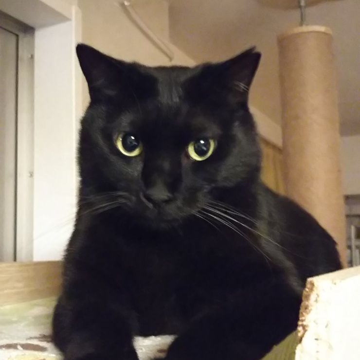 幸せをくれたさくらねこ