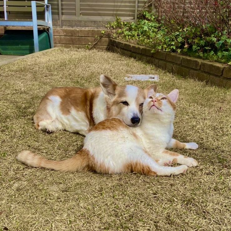 あの頃の2匹のように