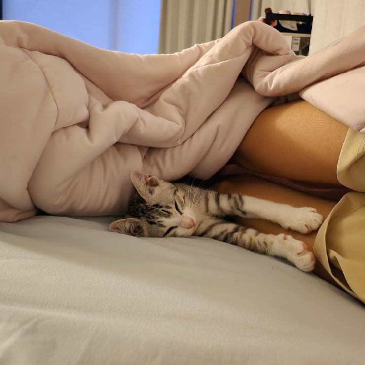 生後数日で拾われた僕、元気に育ってるよ。