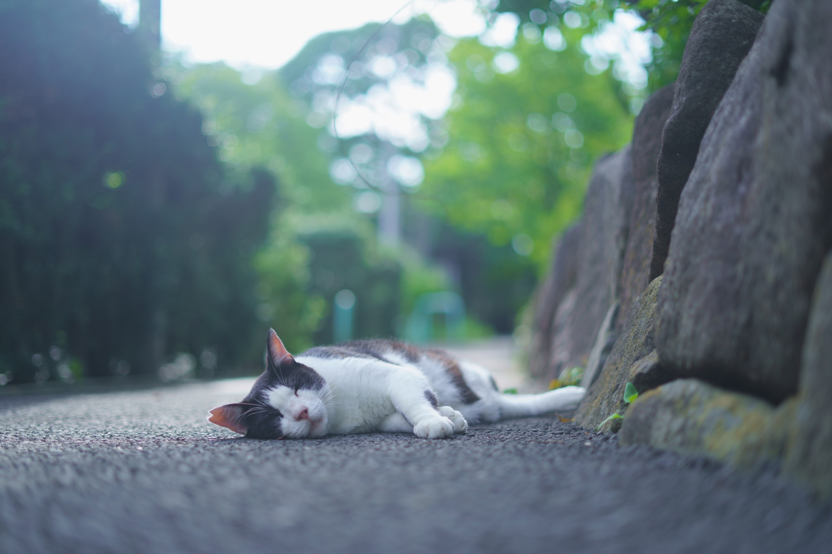 過酷な夏