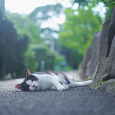 過酷な夏