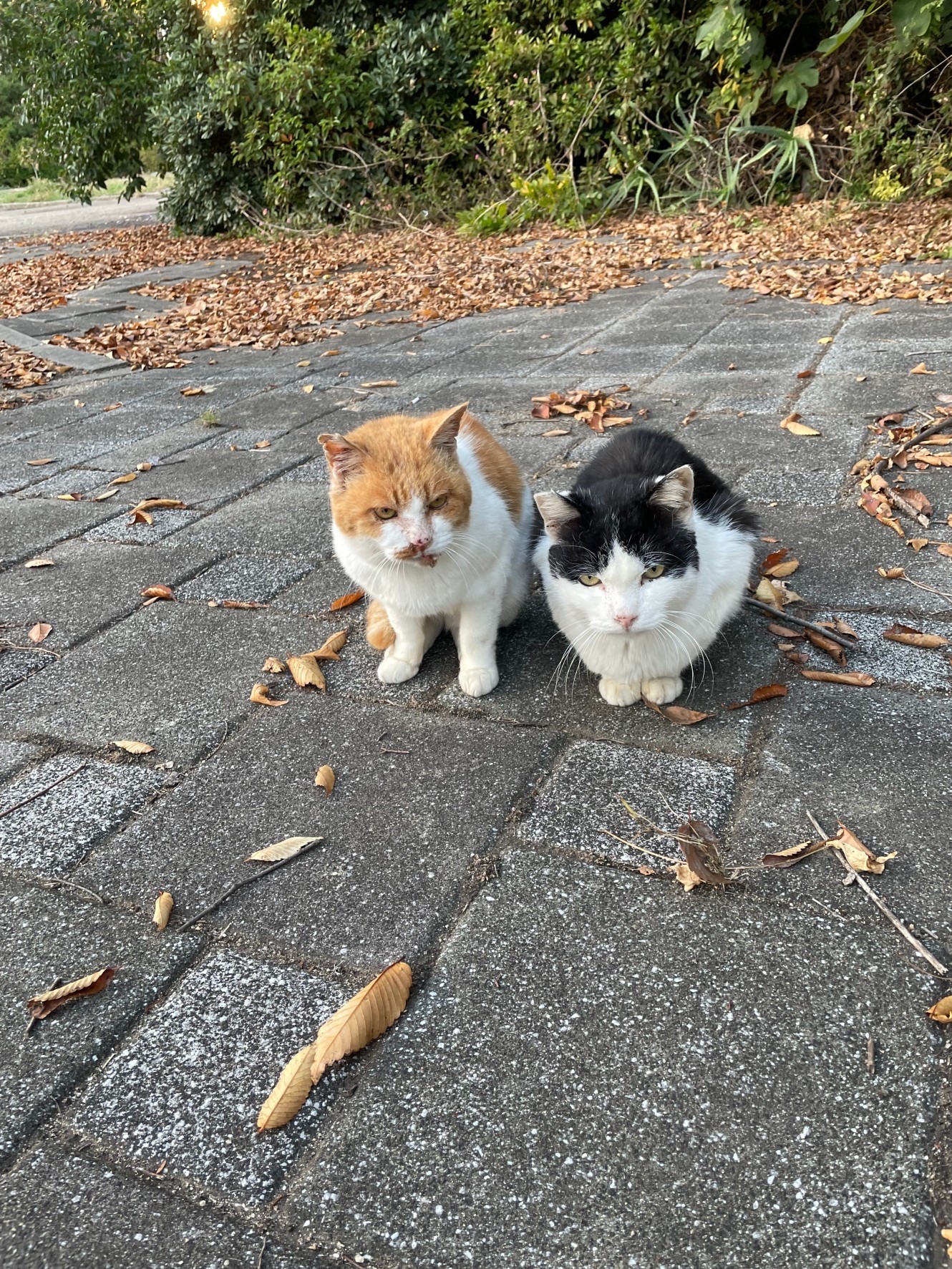 チャッシーとのび太