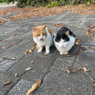 チャッシーとのび太