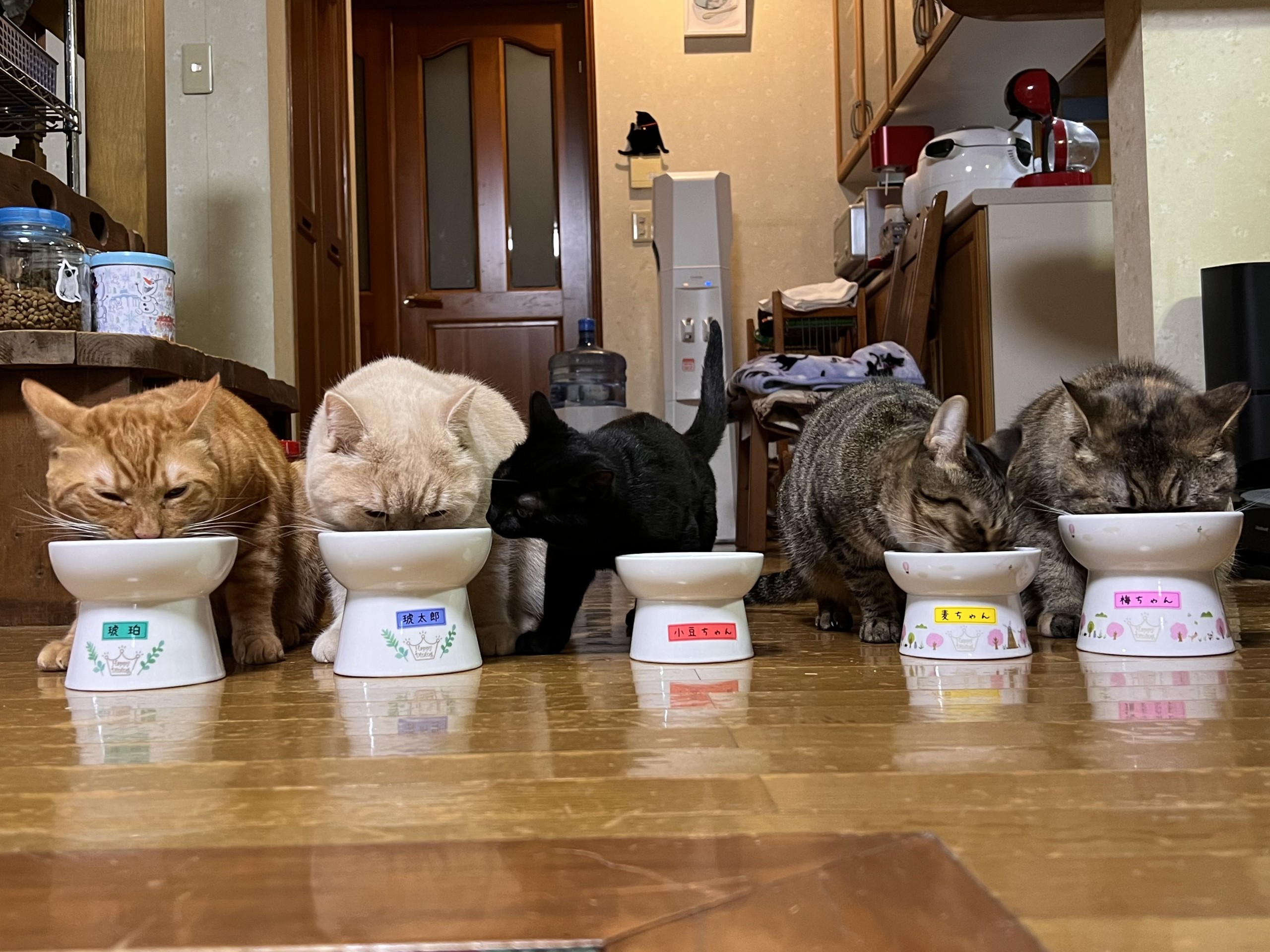 新メンバー加入(=^x^=)