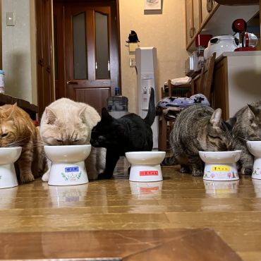 新メンバー加入(=^x^=)