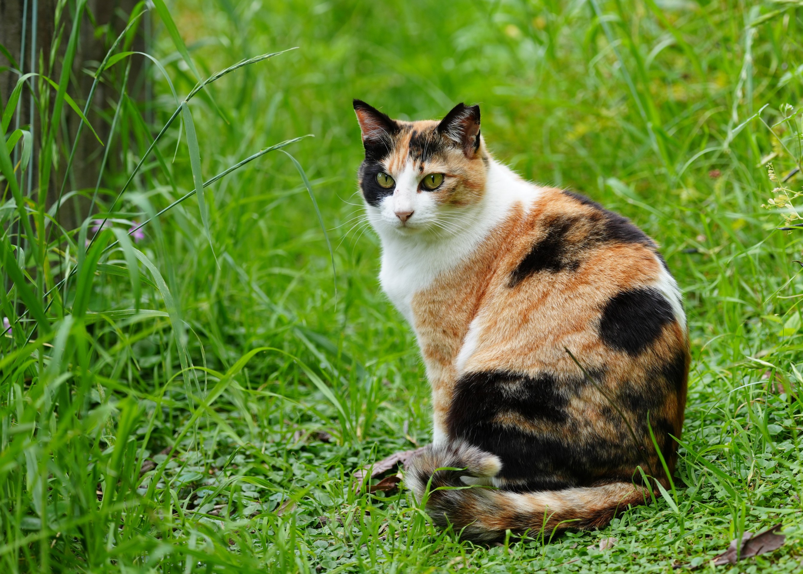 美猫