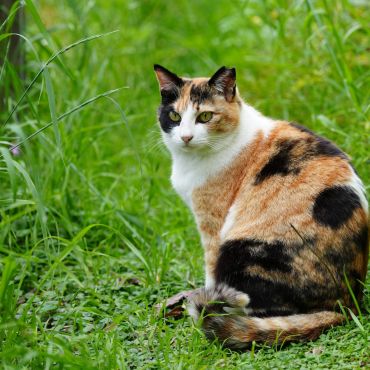 美猫