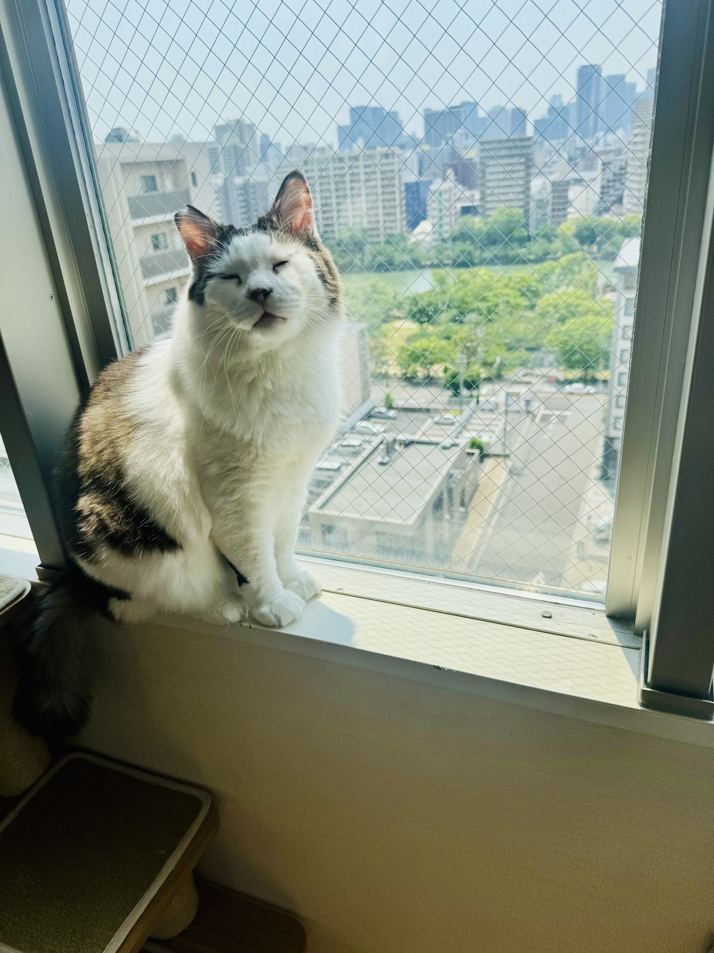 日向さいこー