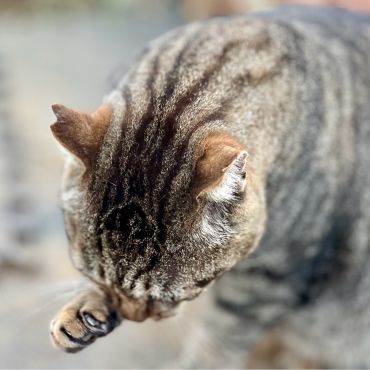 わかりやすい「万平おじさん」のさくら耳です