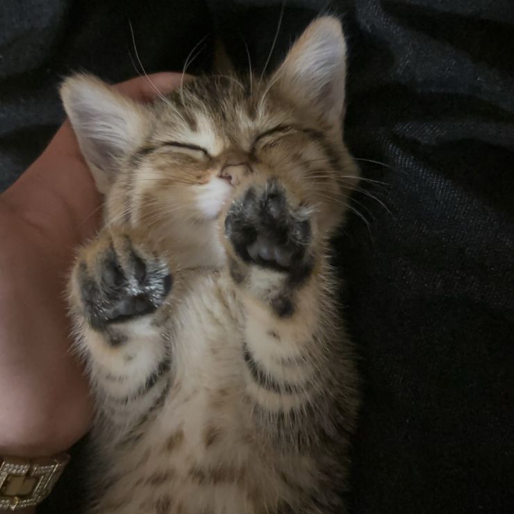 ねむいにゃん