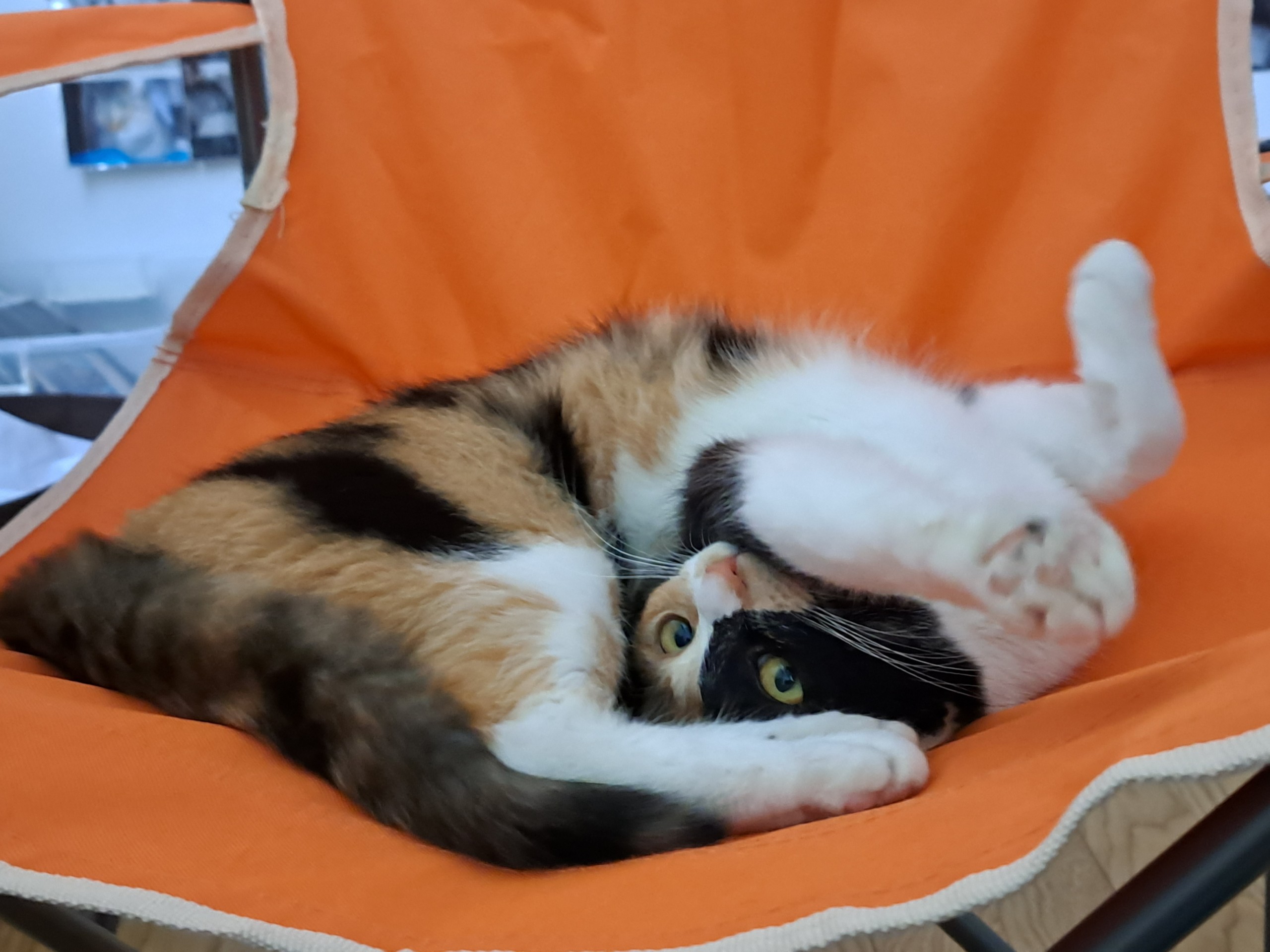 町の橋で保護した子猫