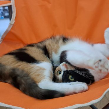 町の橋で保護した子猫