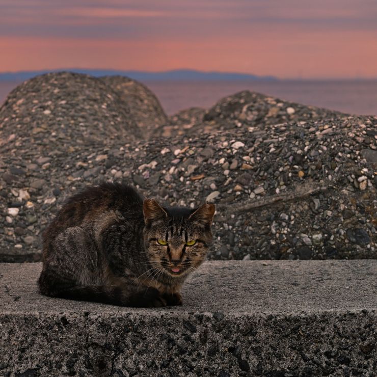 夕暮れのひととき