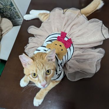 バレリーナ❓今にも踊りだしそう♥