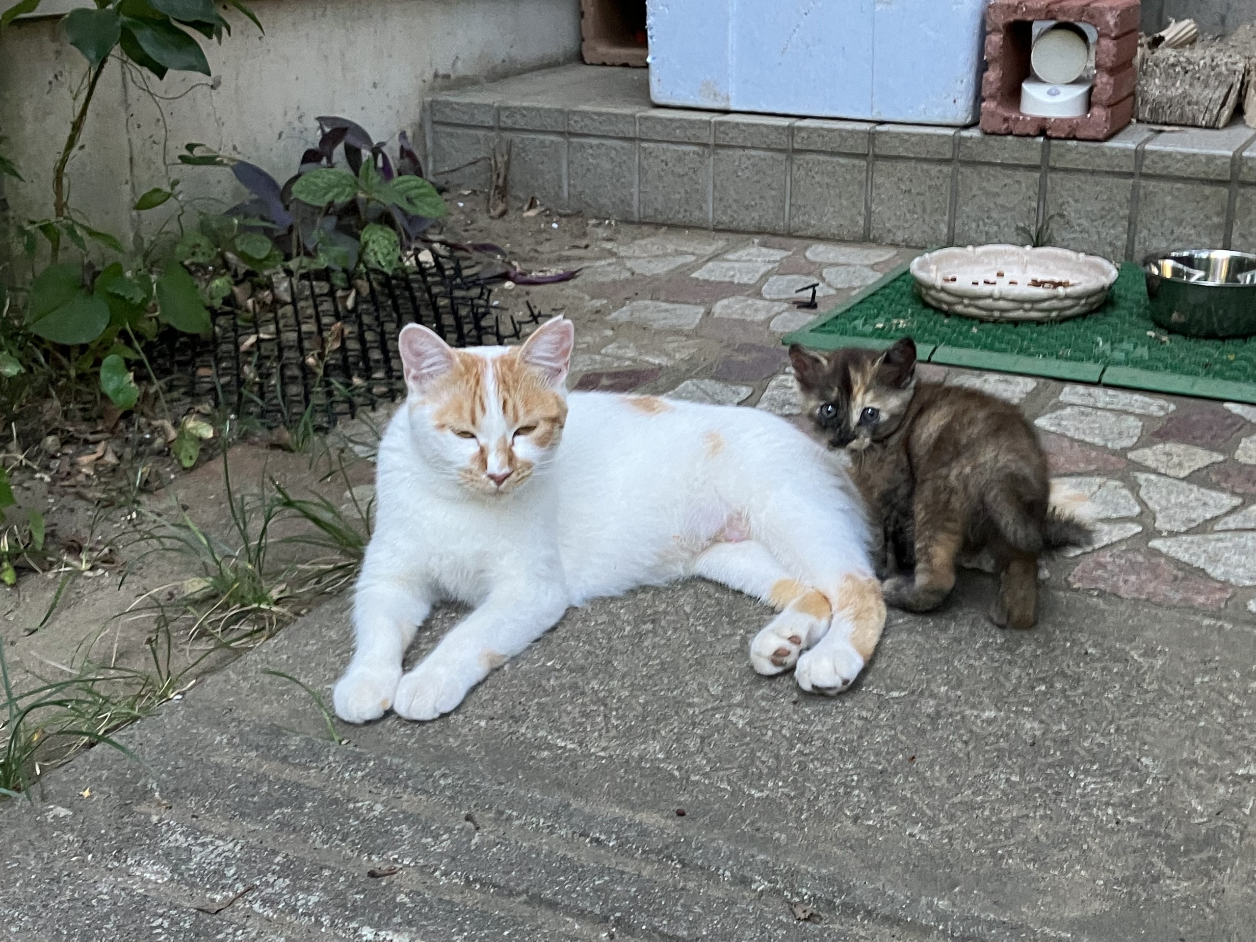 さくらねこのお母さん