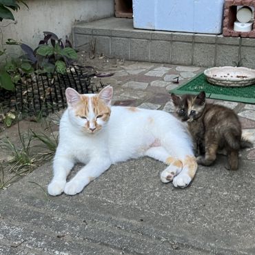 さくらねこのお母さん