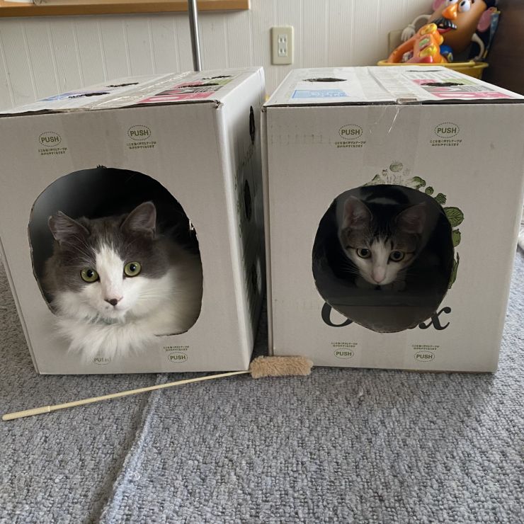 箱の中は落ち着くんだ
