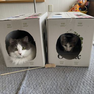 箱の中は落ち着くんだ