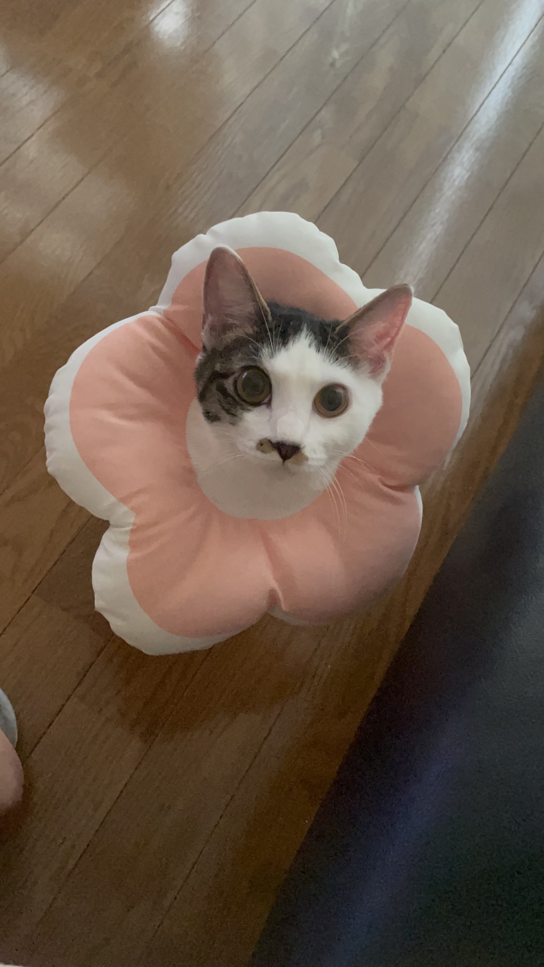 咲いた咲いた
