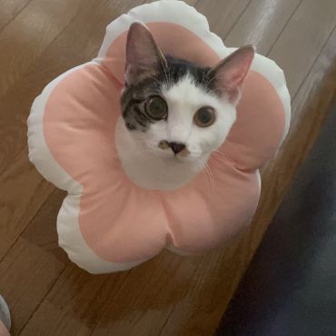 咲いた咲いた