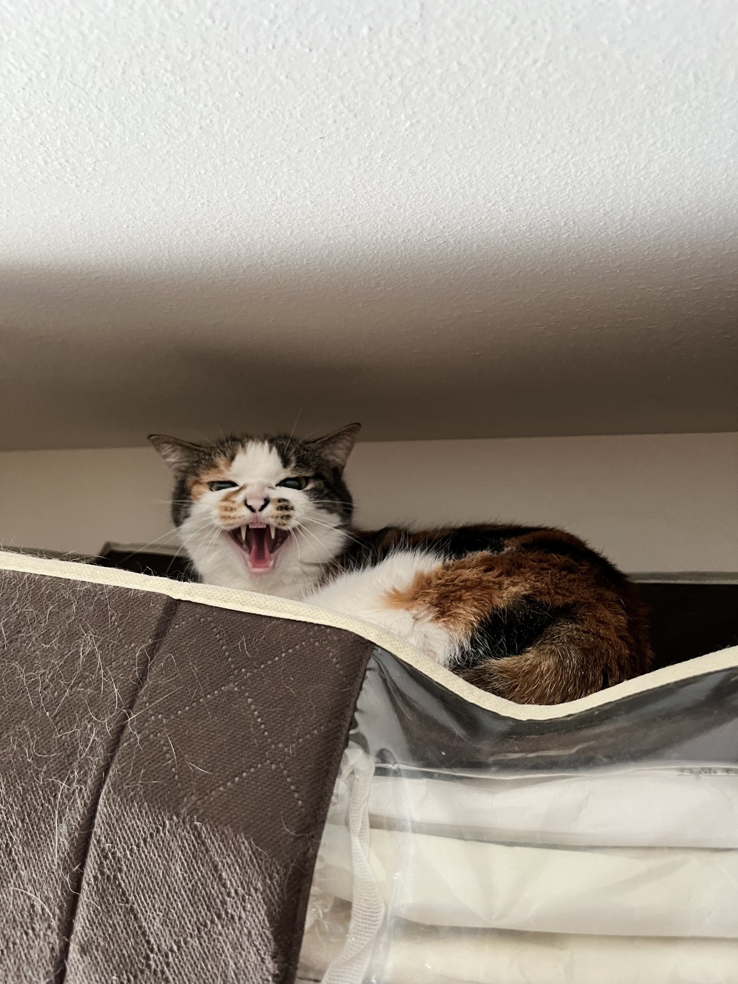 人間は嫌いだにゃー！！