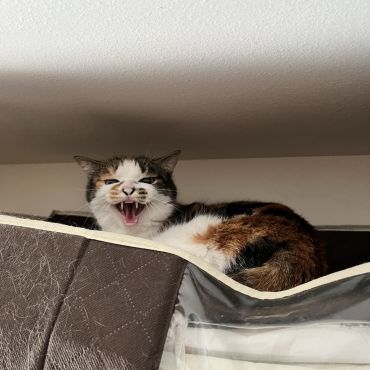 人間は嫌いだにゃー！！