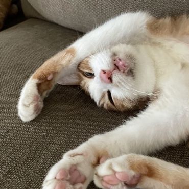 バンザイ