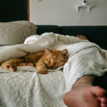 さくらねこ