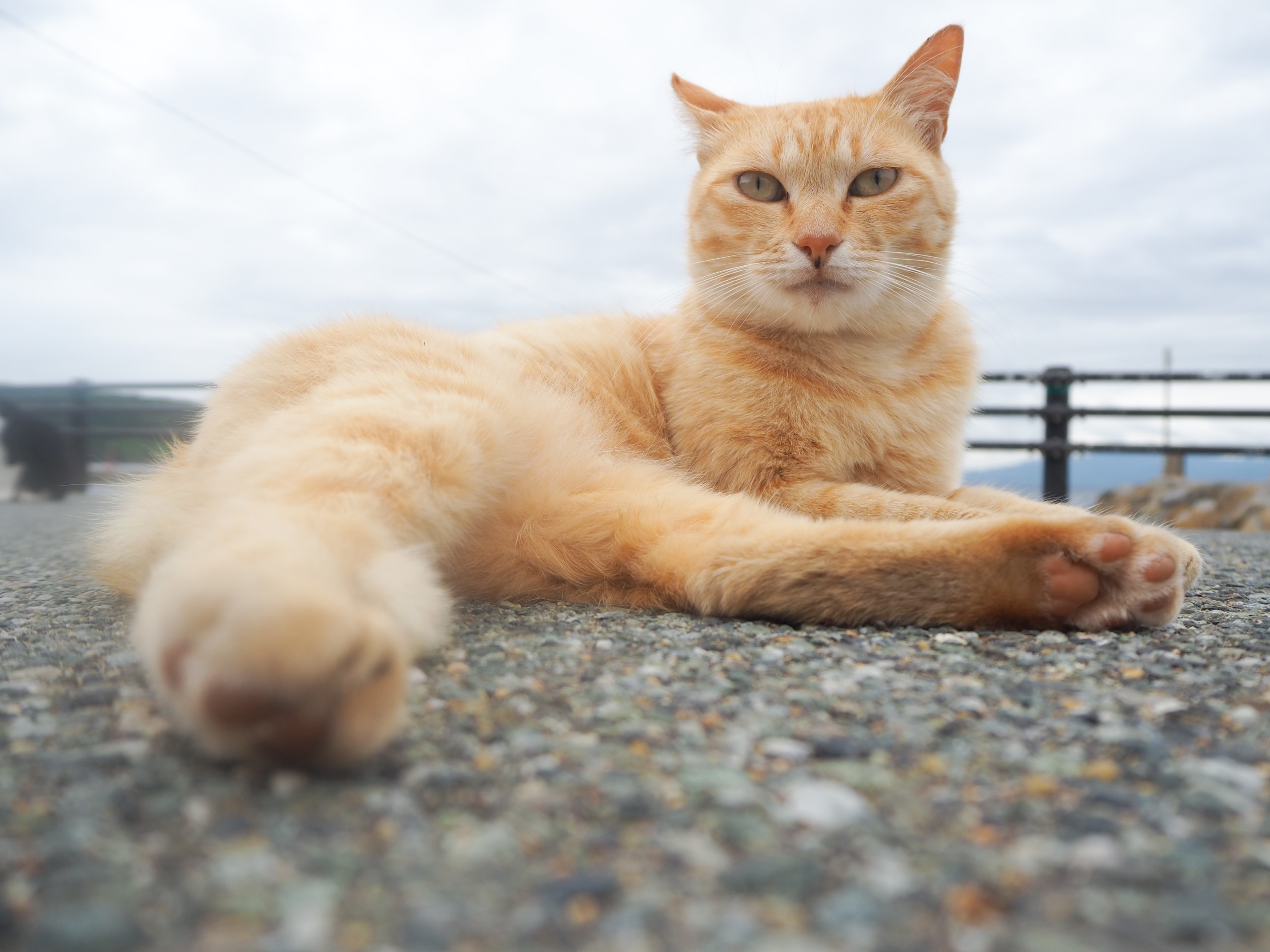 海辺で暮らす猫