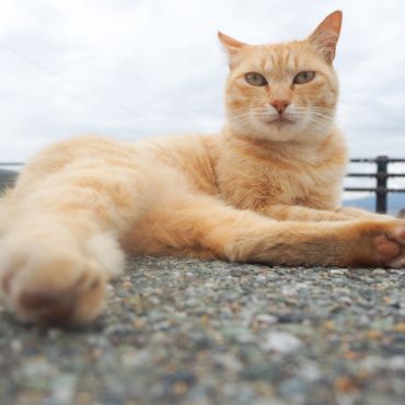 海辺で暮らす猫
