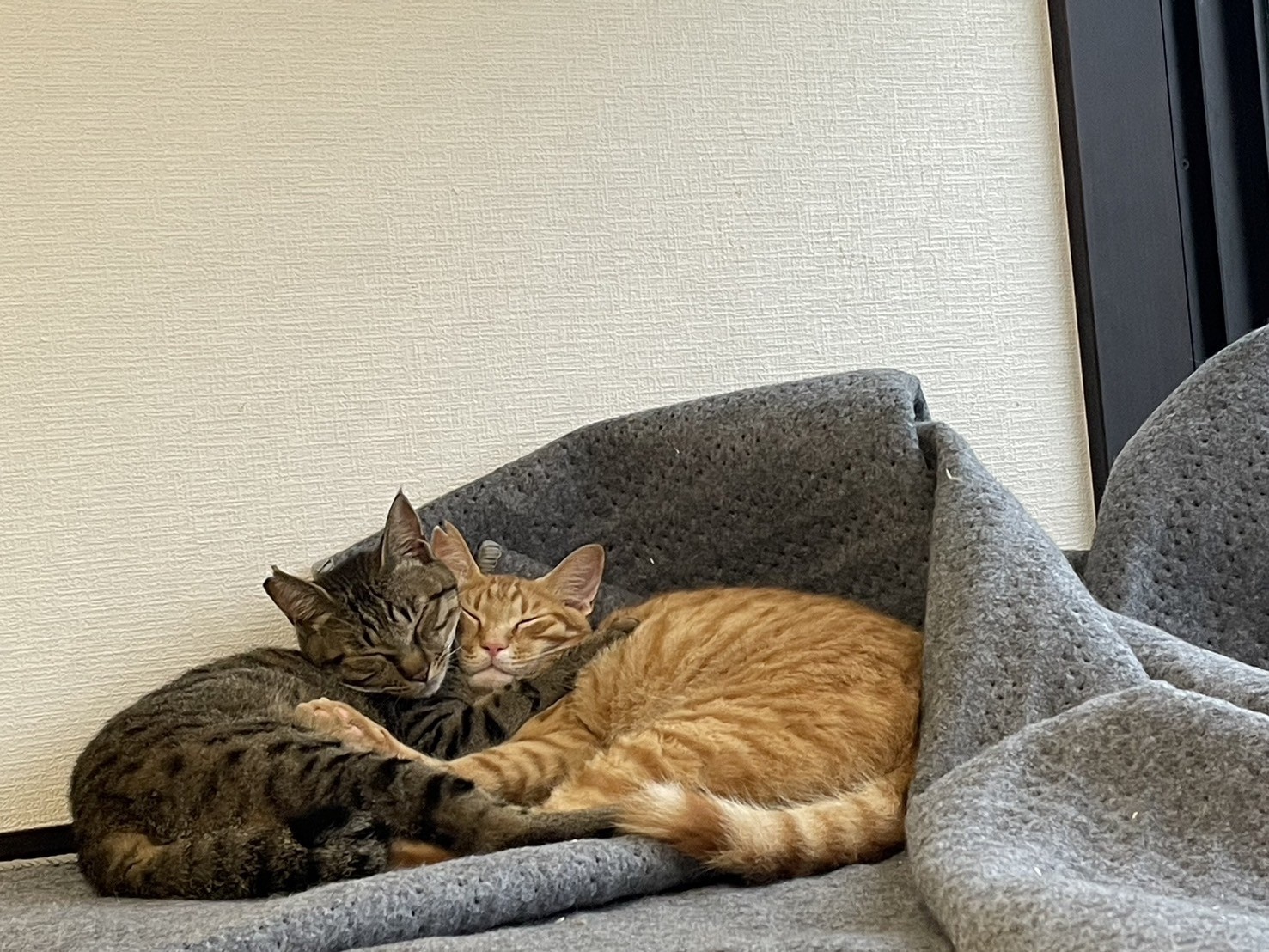 荒地で生き抜いた兄弟猫