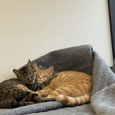 荒地で生き抜いた兄弟猫