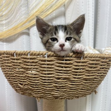 招き猫