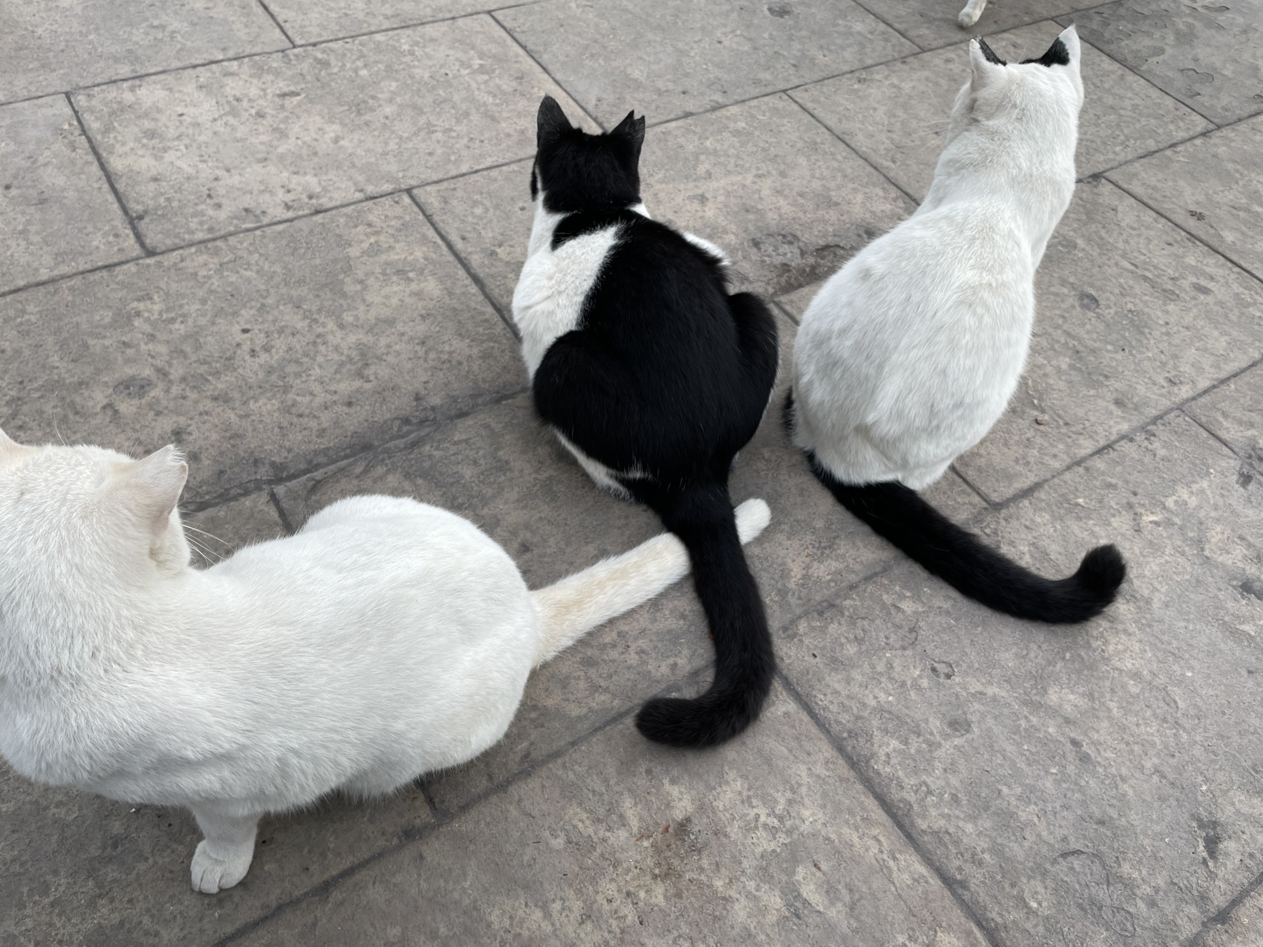 仲良し3兄妹