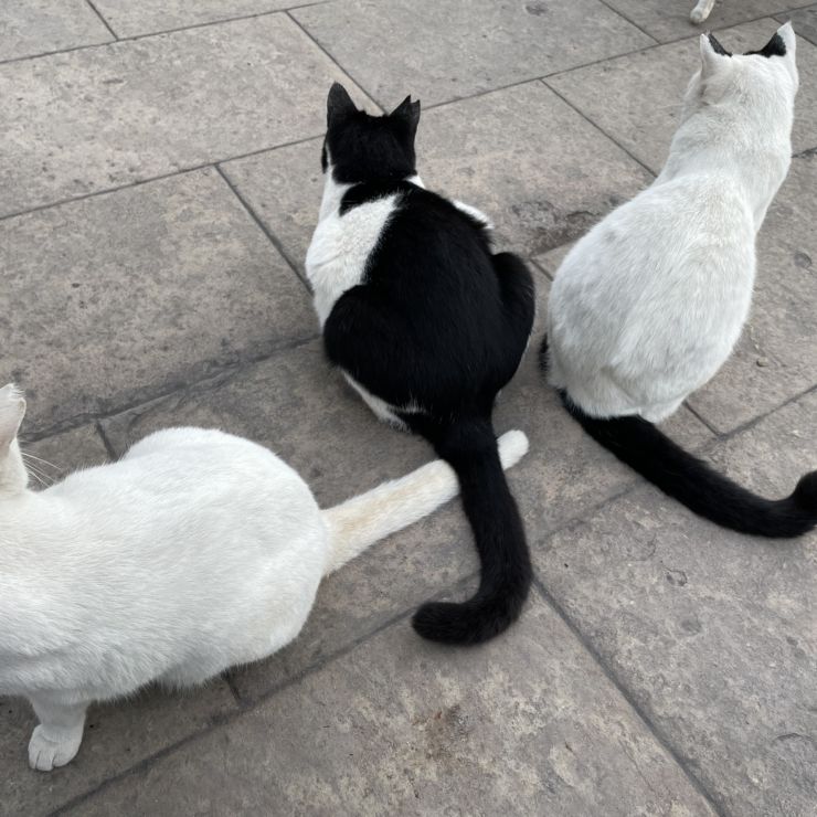 仲良し3兄妹