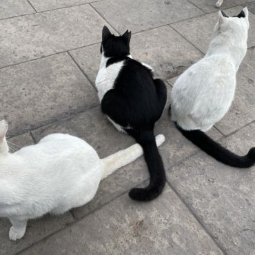 仲良し3兄妹