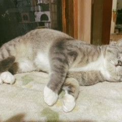 突然現れた人懐こい野良ちゃん