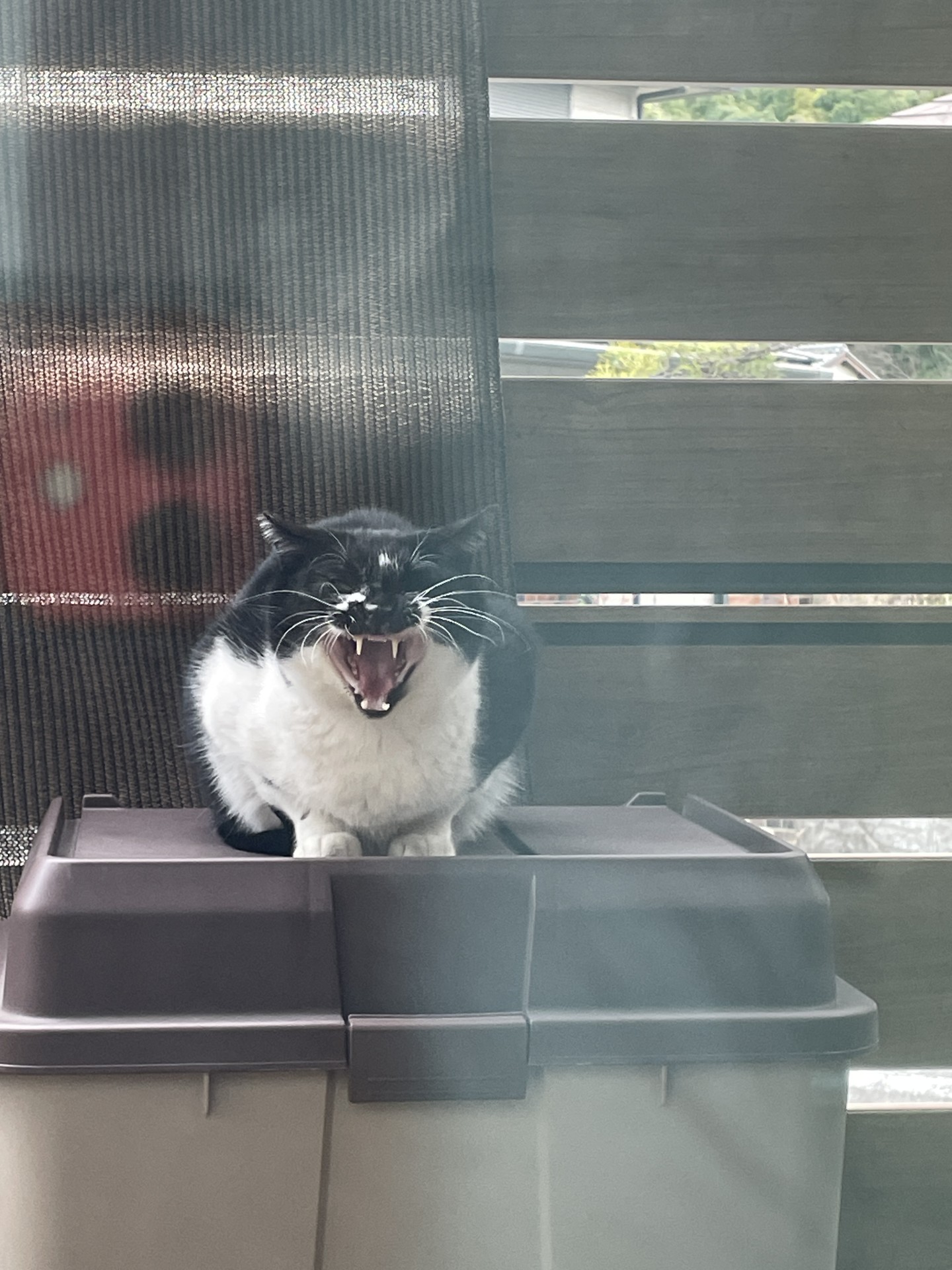 大あくび